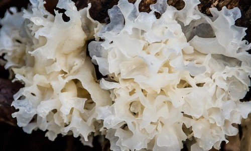 效果好还是不好专区_肝癌放疗副作用专区_肝癌 放疗 副作用网